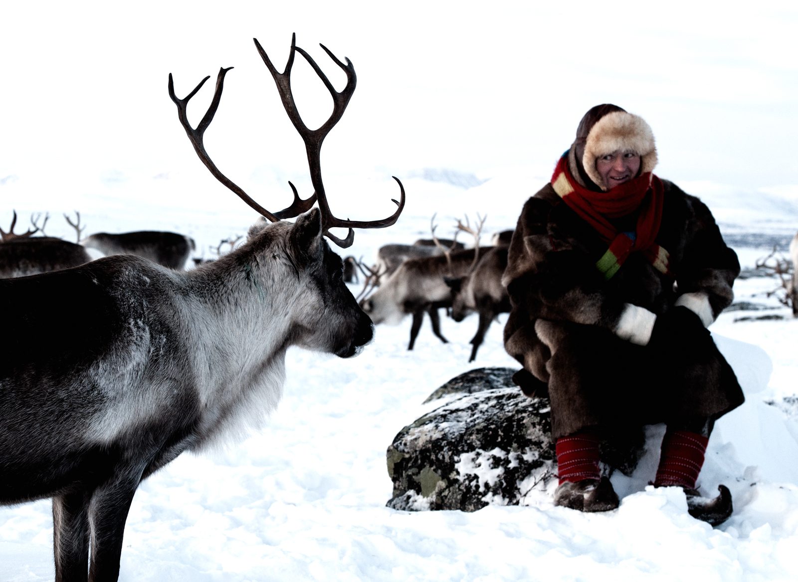 With the herder