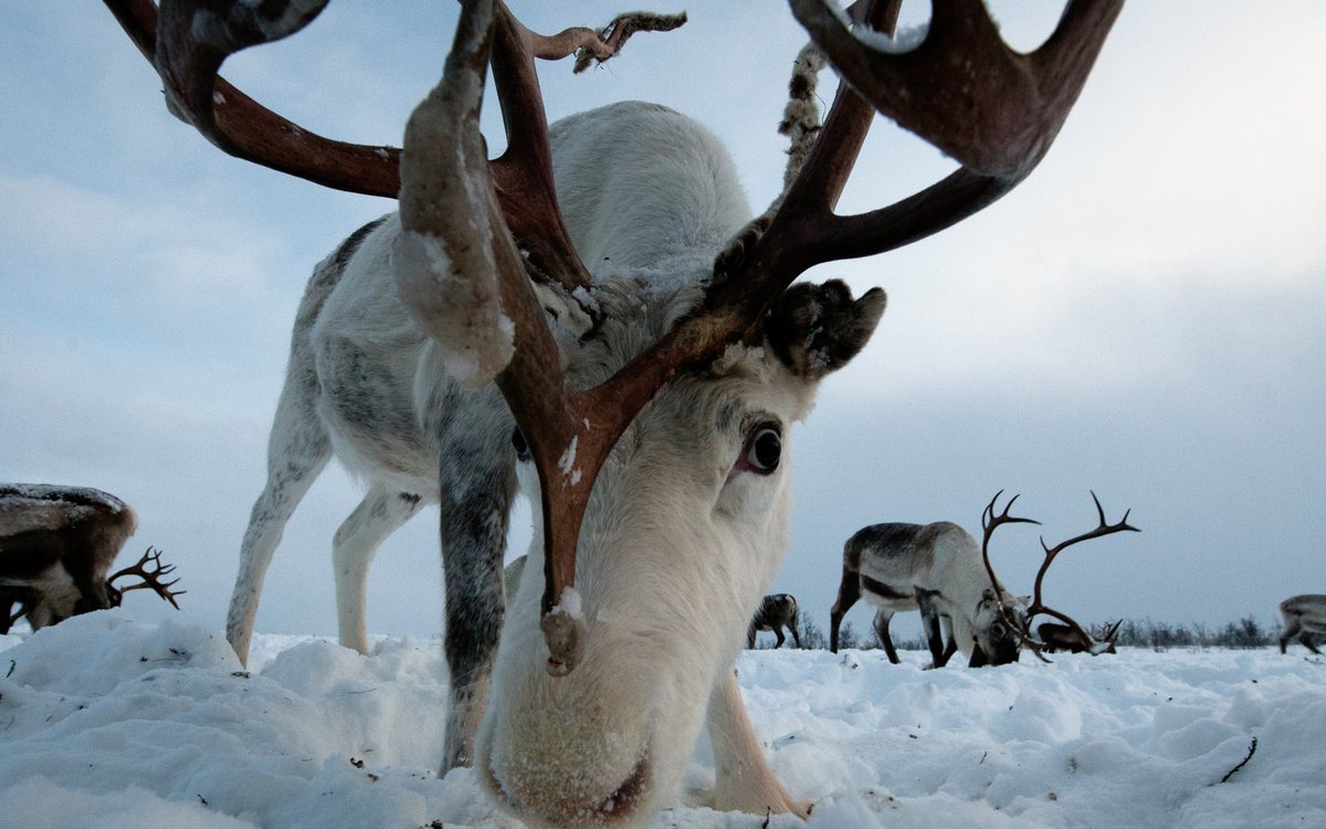 Reindeer Herder Experience — Winter pasture