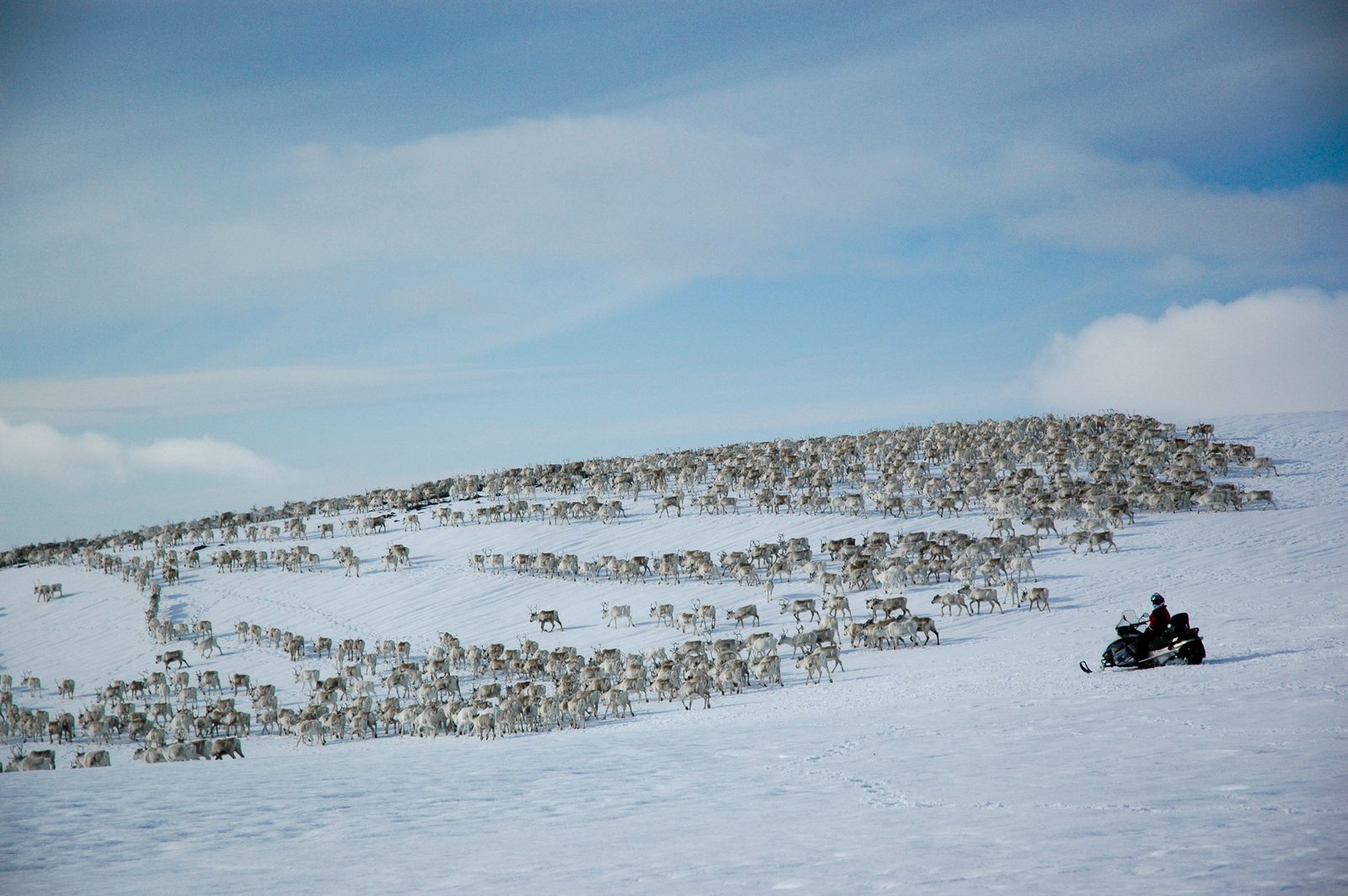 The herd moves towards the coast