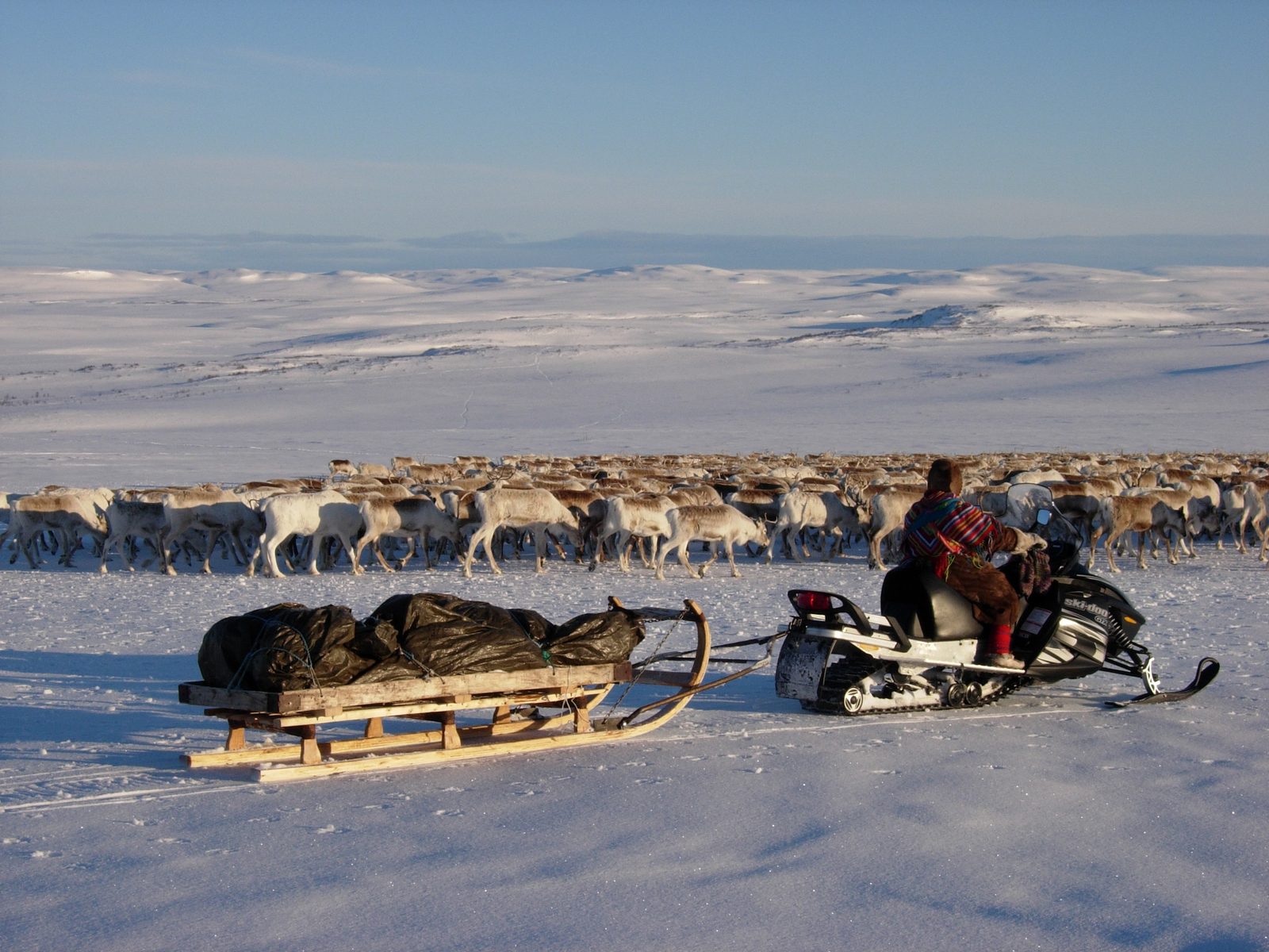 Sledges, snowmobile and the herd