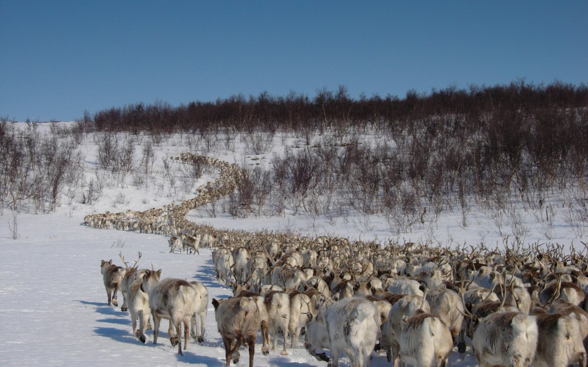 Sámi Reindeer Spring Migration — Following the herd north