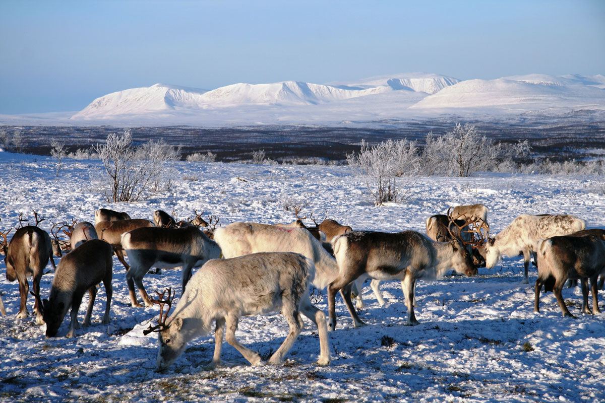 Reindeer on the high ground