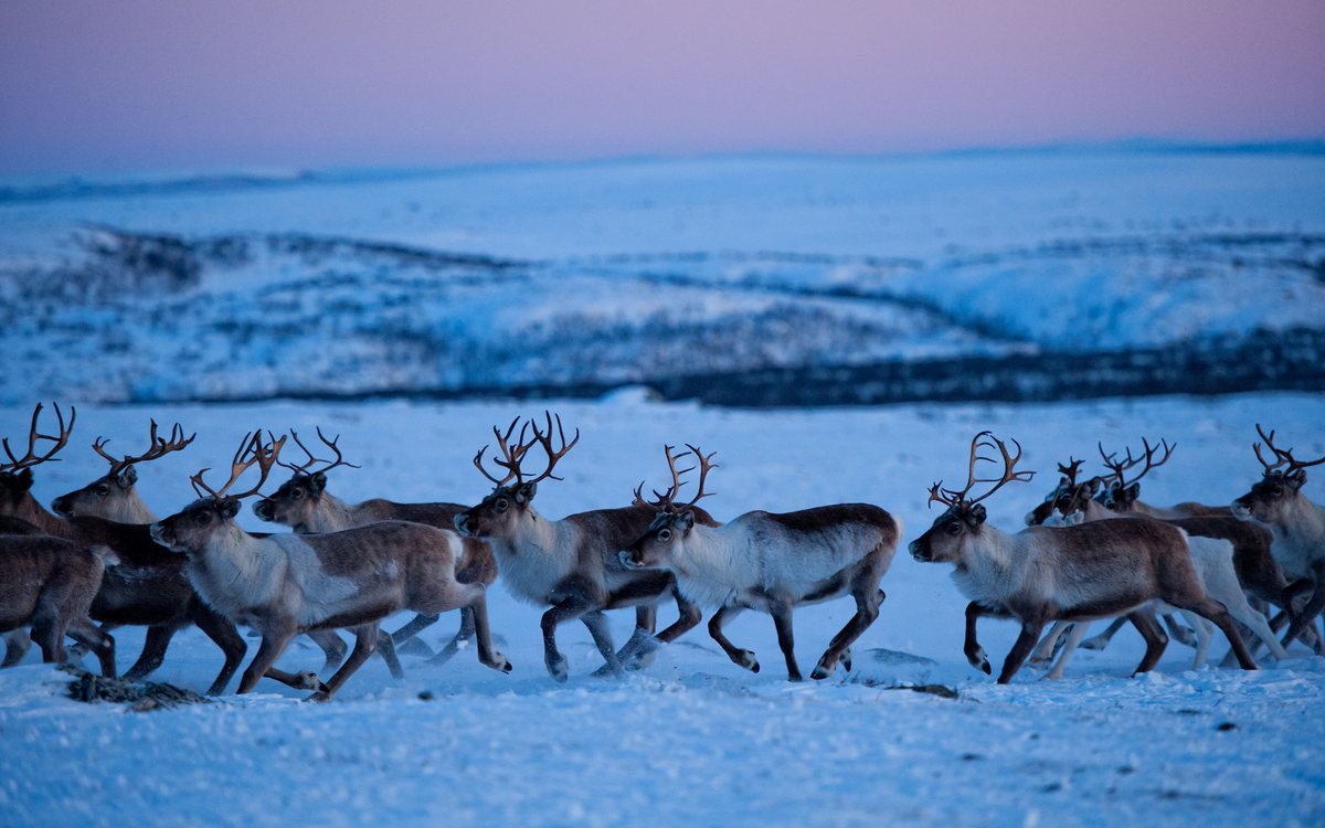 Round Trip in Sámi Land — Cabin to cabin across the plateau