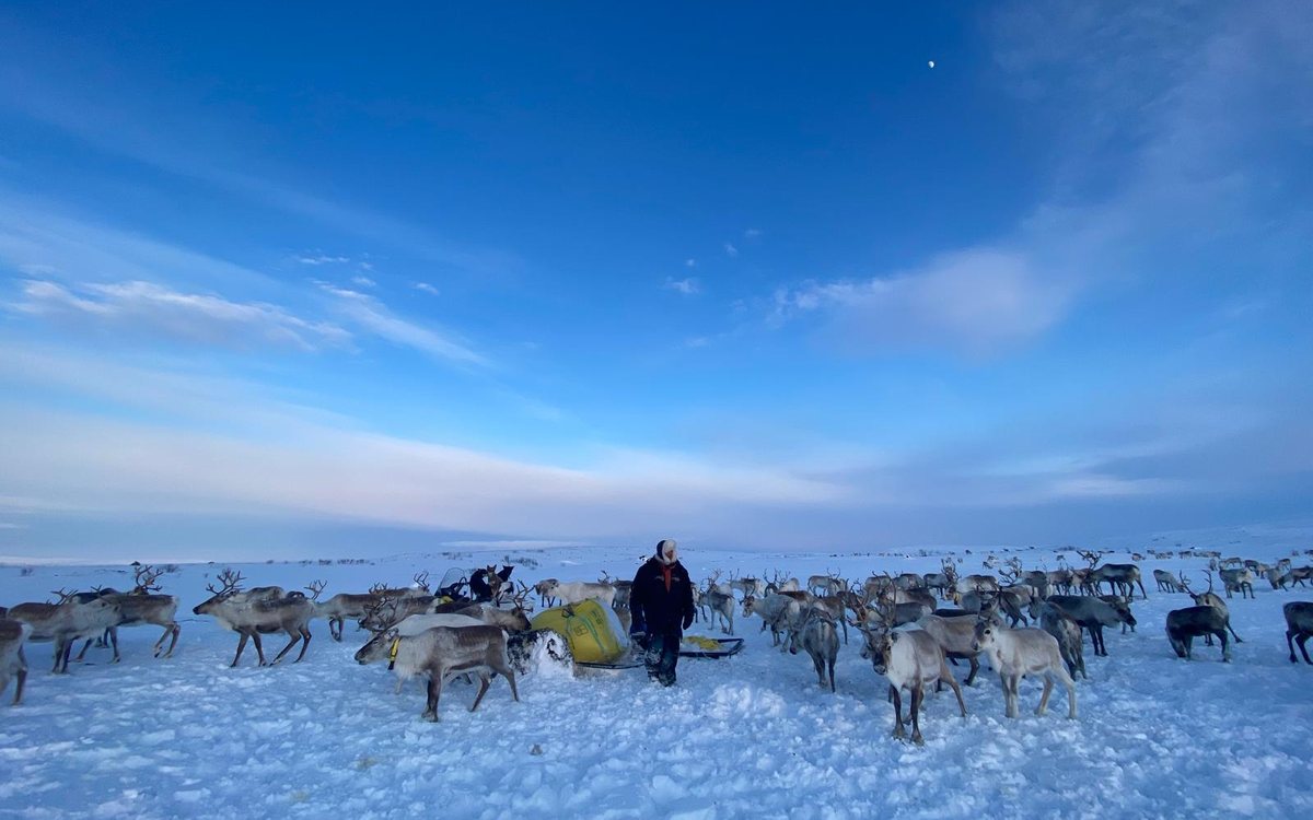Ski Tour Accompanied by Dog Team — with Sámi Adventure — The team does the carrying