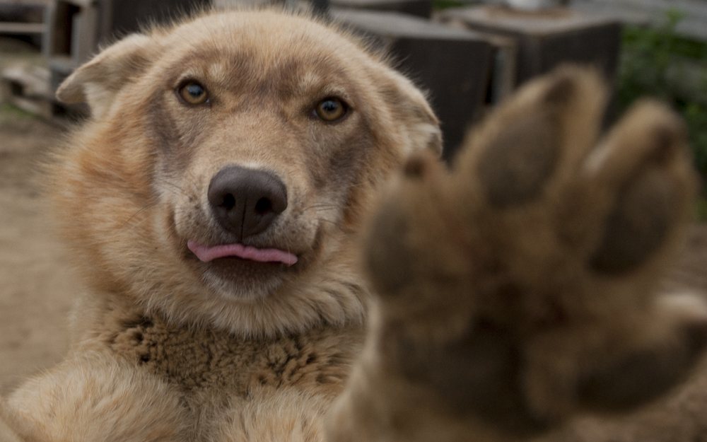Sled Dog Training Visit — In training
