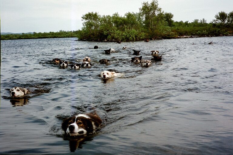 The whole pack in the water