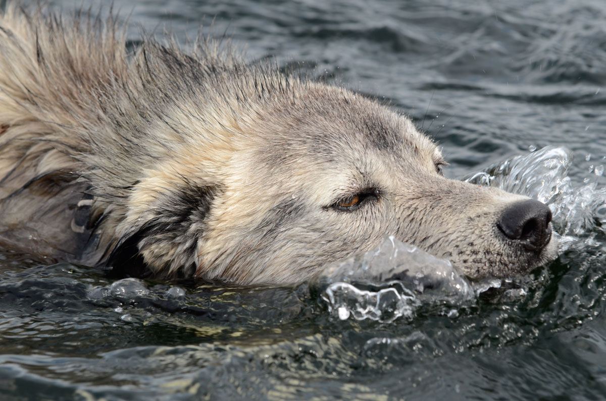 A strong swimmer