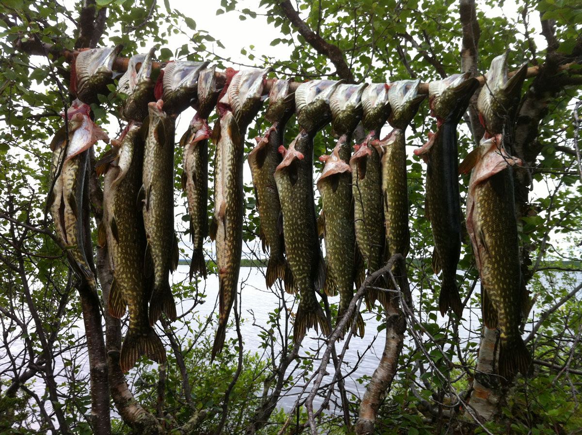 The catch, drying