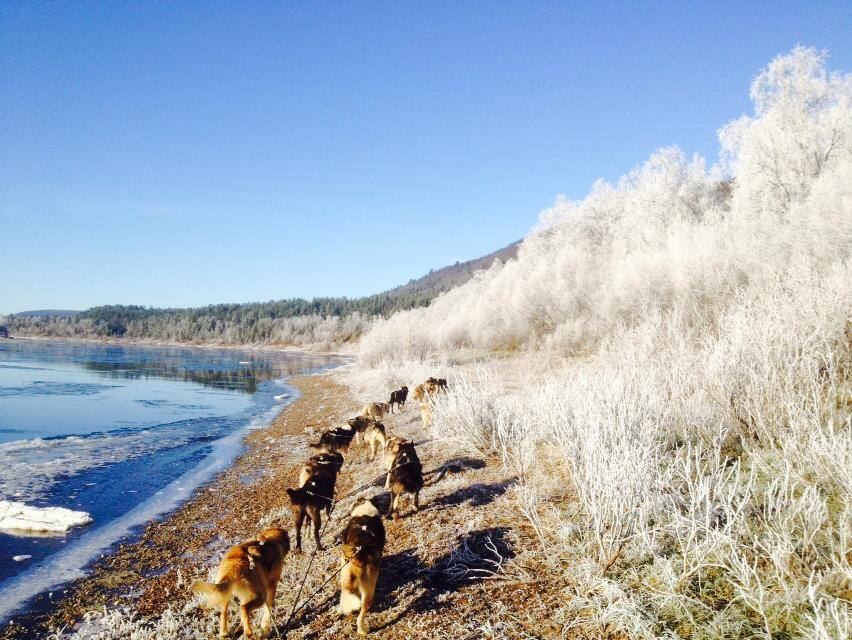 Frost morning on the riverbank