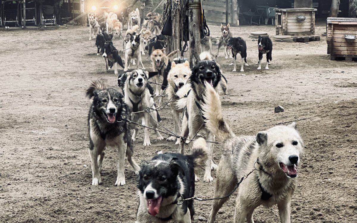 Sled Dog Training Practice — Part of the staff