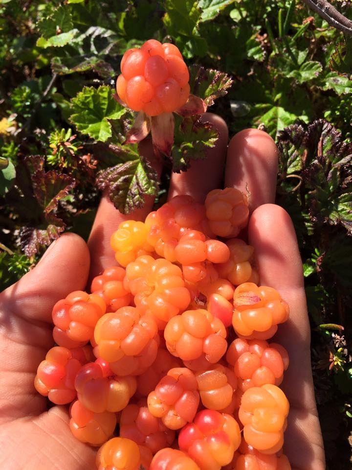 Cloudberries on the way