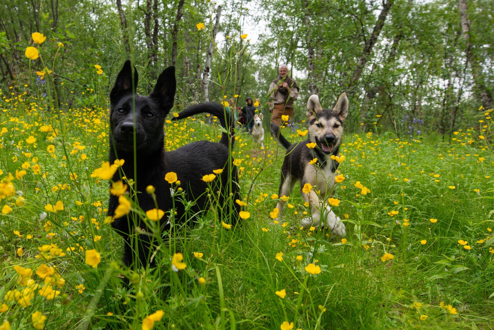 Buttercups and puppies