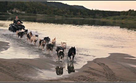 Sled dog training