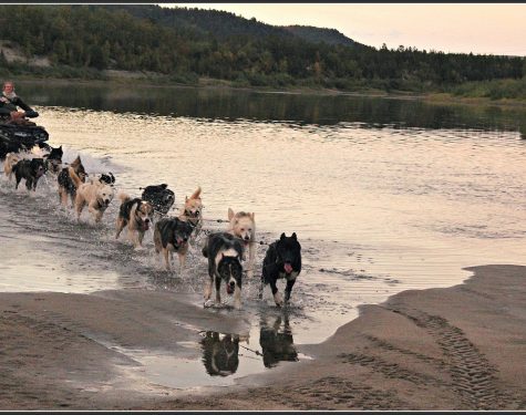 Sled dog training