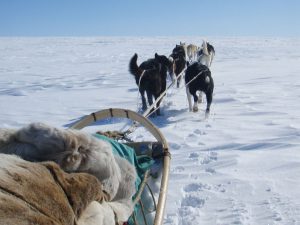 Engholm-Husky-winter-P4150252-red-1