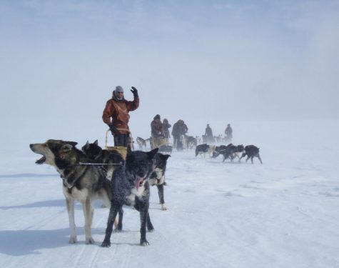 Day trip with the sled dogs