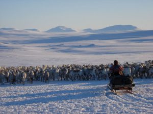 Reindeer-migration-large-3673