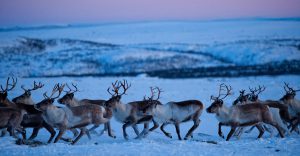 Sami_reindeer-(3)