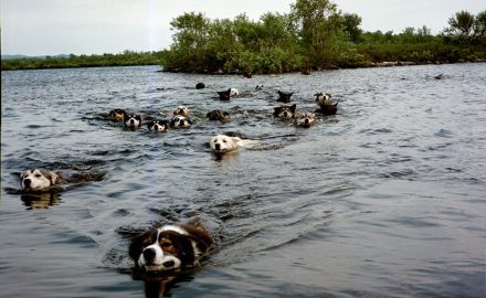 Summer dog camp on a island