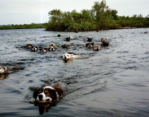 Summer dog camp on a island