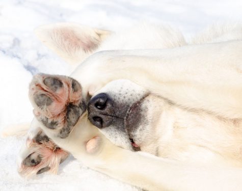 Sled dog training practice, winter