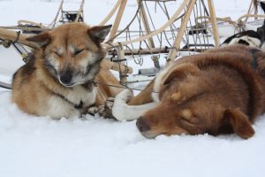 Tour_resting-dogs